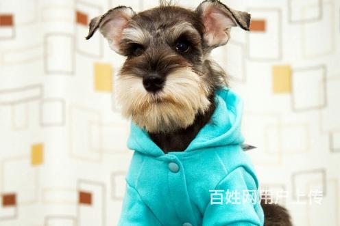 咸阳卖雪纳瑞的养殖场养殖场雪纳瑞一般卖多少钱