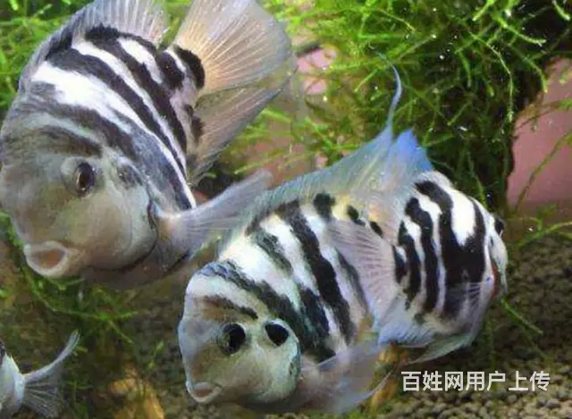 出售迷你鹦鹉，孔雀鱼，2公分以下10元六条， - 图片 1
