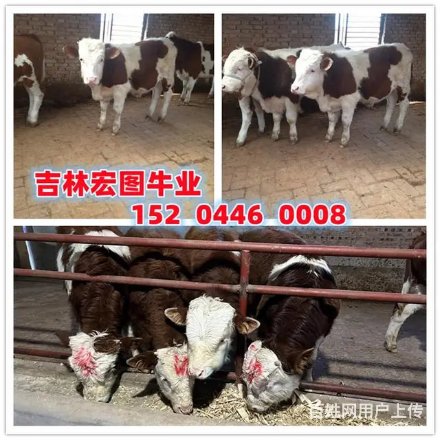 六七个月 西门塔尔2岁母牛 多少钱一只 - 图片 1