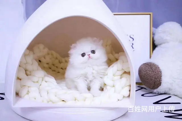 哪里有波斯猫卖的 波斯猫猫价格 波斯猫寿命 - 图片 1