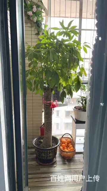 可租可售 市区步行街路口星河时代电梯正规1房1厅全屋精装全齐 - 图片 8