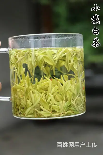 安吉白茶 我们从源头出发 小戴白茶 - 图片 3