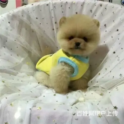 热销哈多利球形血系的博美犬 非诚勿扰 - 图片 8