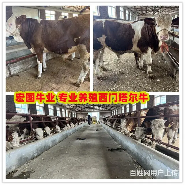 四五百斤的 西门塔尔牛 价钱 - 图片 1