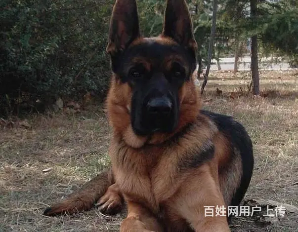 北京大头黑脸德牧犬 纯种锤系德牧多少钱一只 - 图片 5