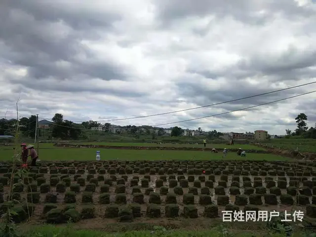 贵州惠水草花贵州惠水草坪贵州惠水苗木惠水花卉批发 - 图片 3
