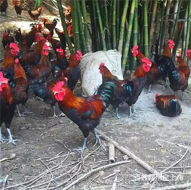 淄博鸡苗孵化厂 淄博笨鸡苗孵化场 淄博五黑鸡苗批发 - 图片 3