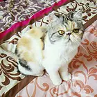 嘉兴（出售）加菲猫哪里买 猫场出售纯种加菲猫