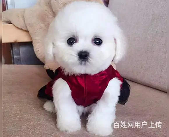 滨州比熊犬舍位置 本地比熊犬舍地址在哪儿 - 图片 6