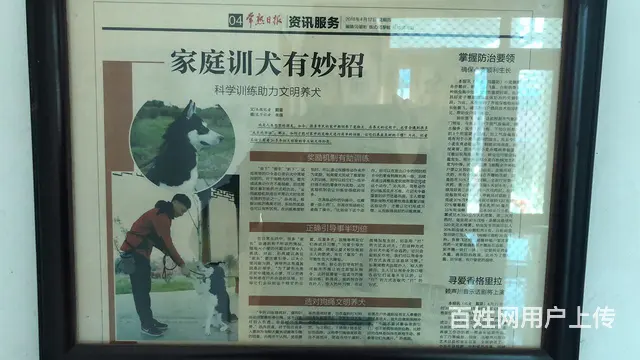 连锁学校训犬有保障，创造训犬训狗客户满意度 - 图片 8