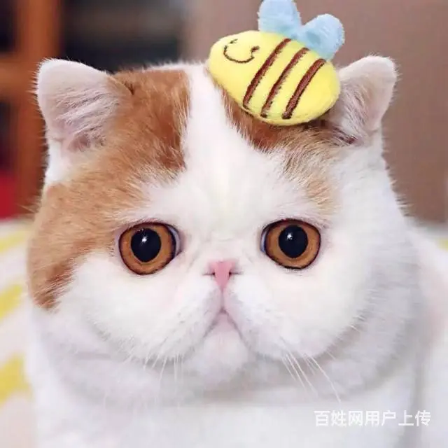 高端加菲猫CFA全国首家支持淘宝平台咸鱼送用品 - 图片 1
