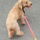泰迪出售或者换狗