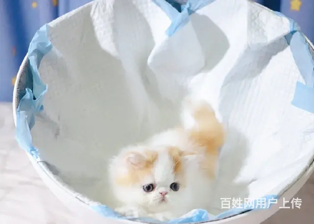 本地哪里有卖加菲猫的 加菲猫眼部怎么护理好养吗 - 图片 3