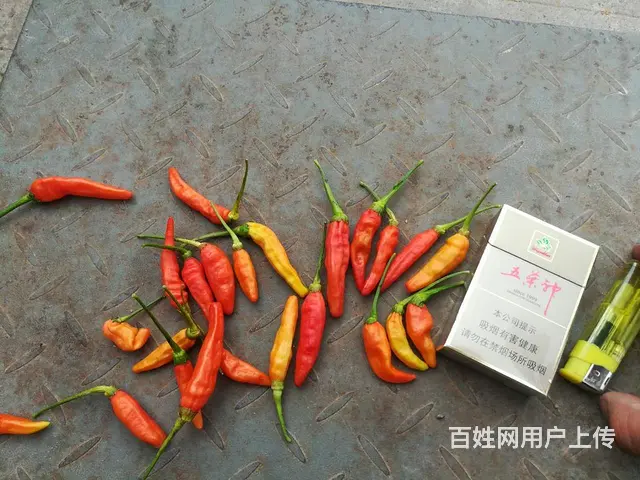 信丰 多处黄金收购点 代收朝天椒 每天有鲜货 - 图片 2