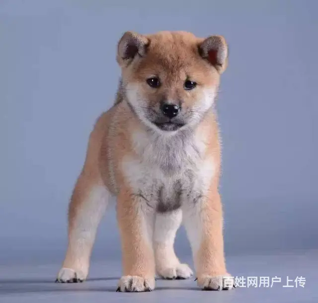 柴犬价格 赤红色柴犬 黑色柴犬 低价出售中  柴犬 - 图片 1