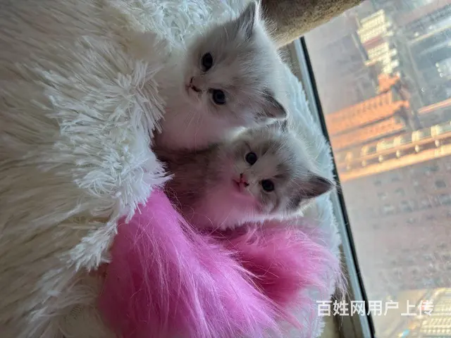 自家布偶，缅因猫崽出售 - 图片 4