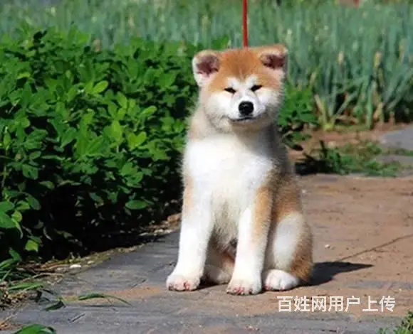 秋田犬舍 出售忠犬八公原型精品日系美系秋田 - 图片 2