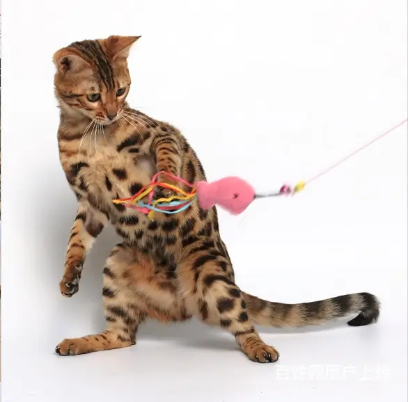 哪里有孟加拉豹猫卖 多少钱价位一只 性格好吗 - 图片 1
