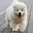 澳版精品萨摩耶犬 血统纯正 健康 质保 终身服务