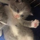 出售自己家生的蓝猫