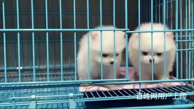 白白小可爱博美幼犬开始出窝找新家。公母都有。 - 图片 1