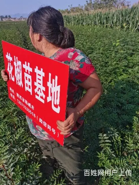 韩城黄盖花椒苗基地 无刺狮子头南强一号花椒 - 图片 3