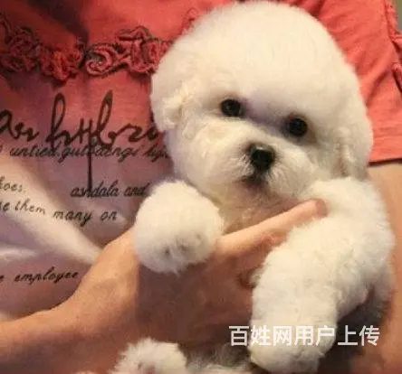 纯种比熊 赛级比熊 包退换 可送货 - 图片 2