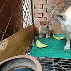 特价柴犬出售