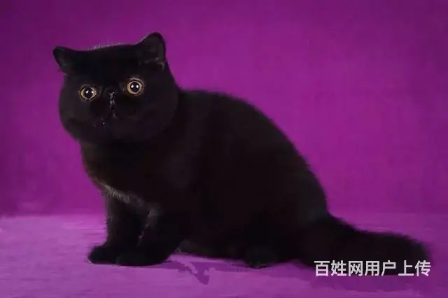 高端加菲猫CFA全国首家支持淘宝平台咸鱼送用品 - 图片 12