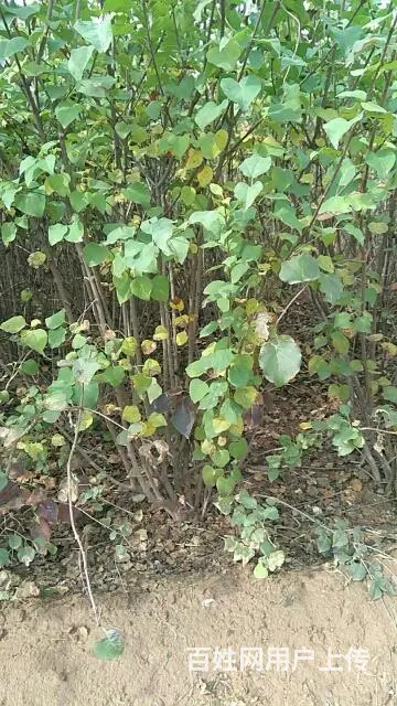 墓地松树柏树出售价格优惠 - 图片 2