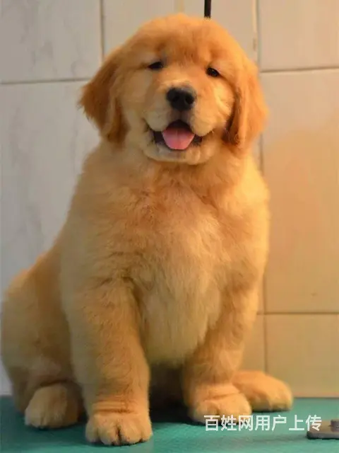 金毛犬 金毛犬舍 保纯保健康-专业繁育金毛犬 - 图片 1