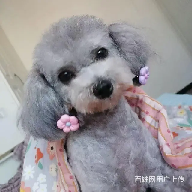 小体灰泰迪 - 图片 1