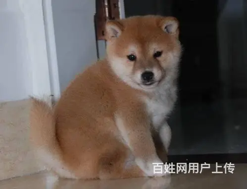 纯种日本柴犬 按时防疫 驱虫 健康品质有保障 - 图片 3
