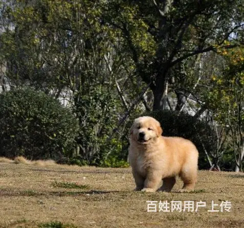 北京精品金毛犬 美系大头金毛犬出售 金毛犬舍 - 图片 6
