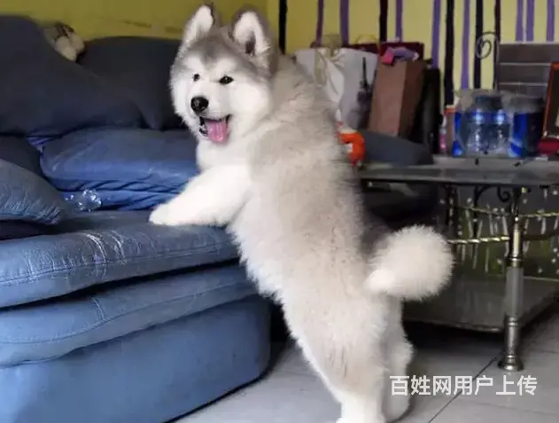 邢台本地出售家养阿拉斯加犬 纯种阿拉斯加 疫苗齐全 - 图片 11