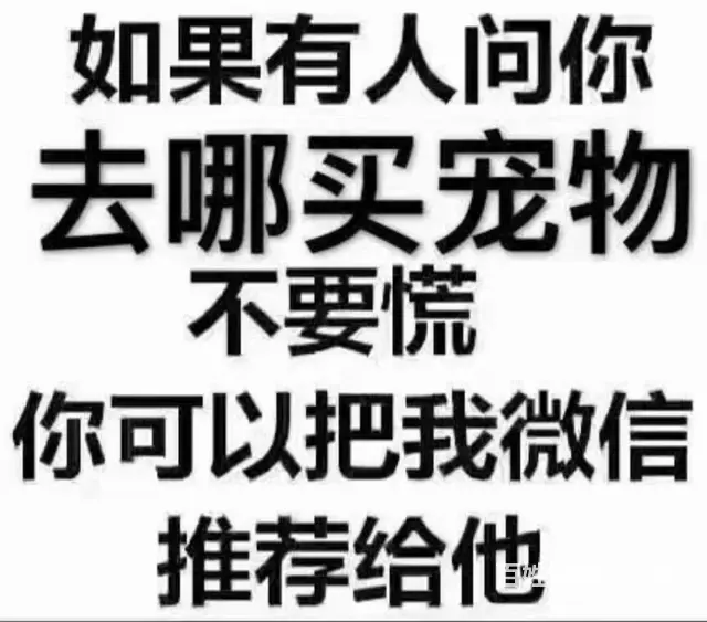 喜乐蒂幼犬 - 图片 1