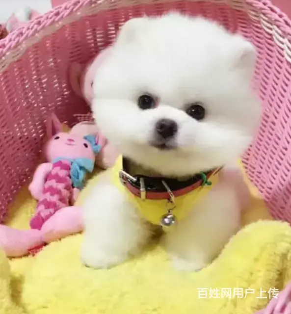 邢台比熊怎么卖 纯种比熊 家养比熊 疫苗齐全 - 图片 4