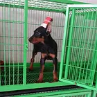 台州买杜宾一只需要多少钱杜宾一般啥价