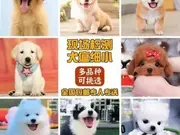 【同城推荐】九江彭泽靠谱犬舍售卖德牧 纯种健康