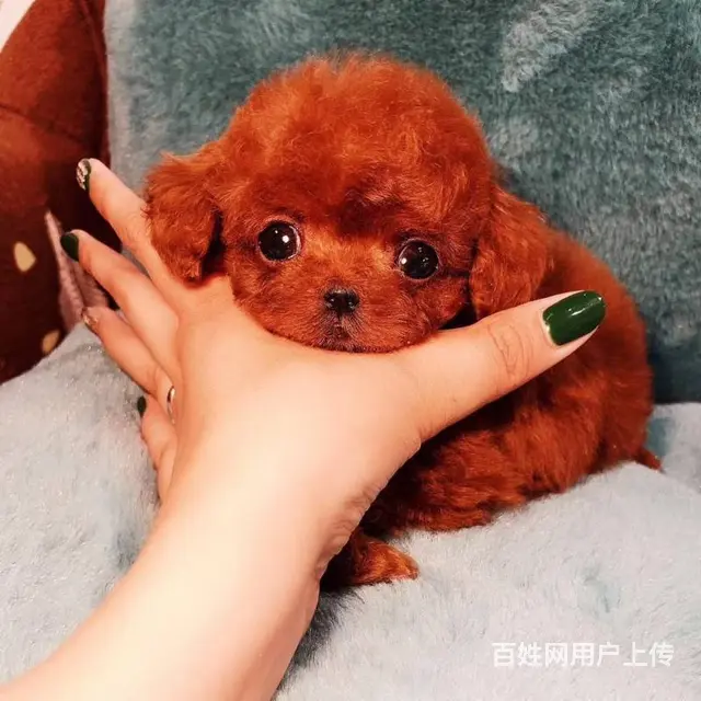 贵宾泰迪犬 贵宾泰迪价格贵宾泰迪照片 - 图片 3