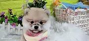 内江支持上门看博美宠物店