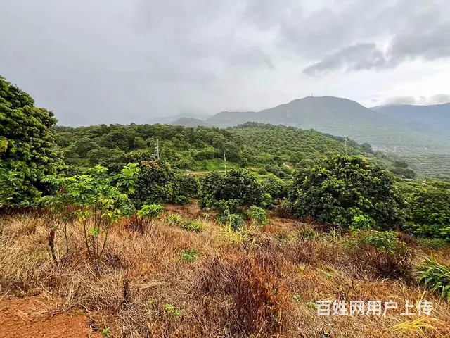 从化区温泉旅游区附近70亩果园休闲庄园整体转让 - 图片 2