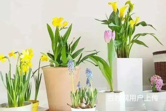 郑州学习插花哪里有 - 图片 3
