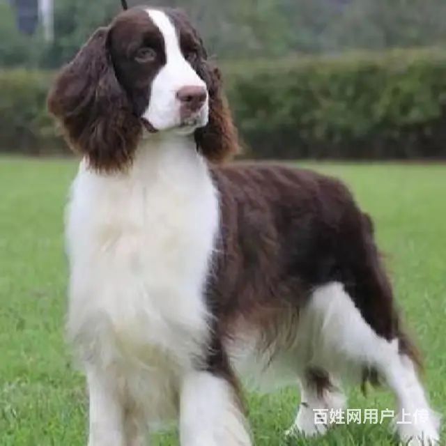 辽阳【十年老店】常年繁殖优质血统史宾格幼犬 - 图片 4