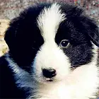 吕梁CKU认证边牧基地  边牧犬舍直销
