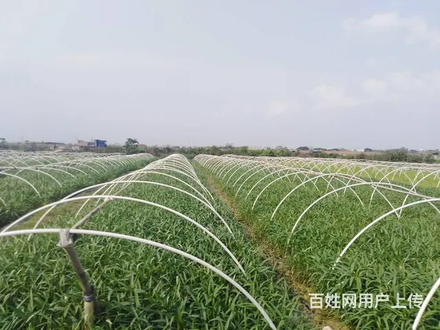 广州花都食堂全品类食材配送,冷链送货,包退换 - 图片 1