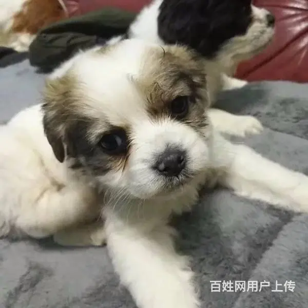 纯种可卡幼犬出售 驱虫疫苗已做好 全国送货上门 - 图片 8