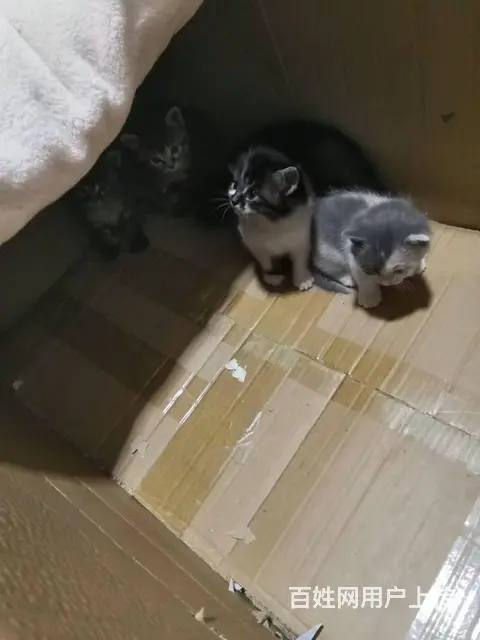 免费领取小猫 - 图片 3