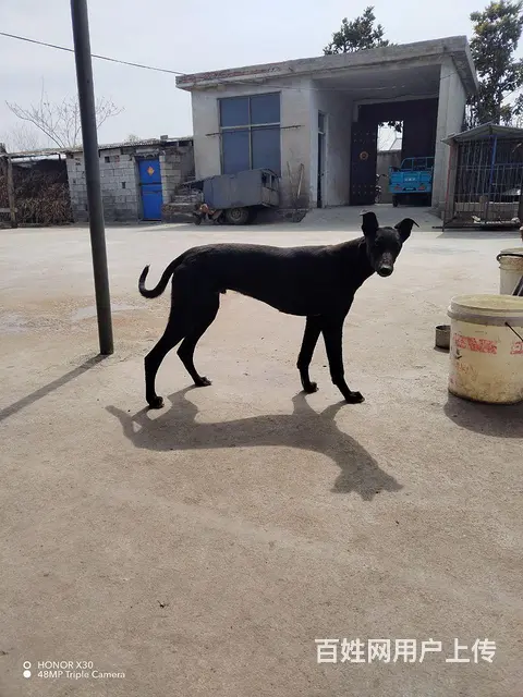 狗 - 图片 4