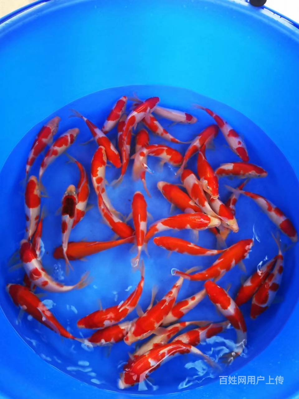 上海宠物 上海花鸟虫鱼 上海观赏鱼1/11